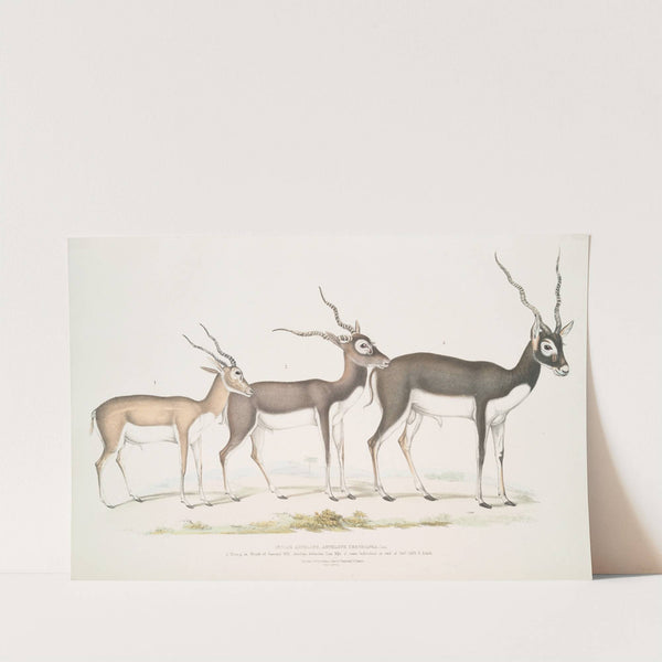 Indian Antelope, Antilope cervicapra. 1. Young in month of January 1822; 2. ... same Individual in end of Oct. 1823; 3. Adult. by John Edward Gray