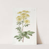Indian Chrysanthemum by Sydenham Edwards