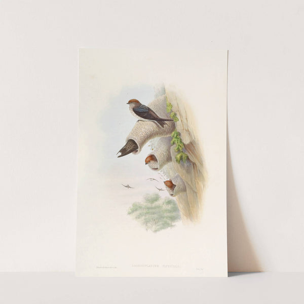 Indian Cliff-Swallow by John Gould