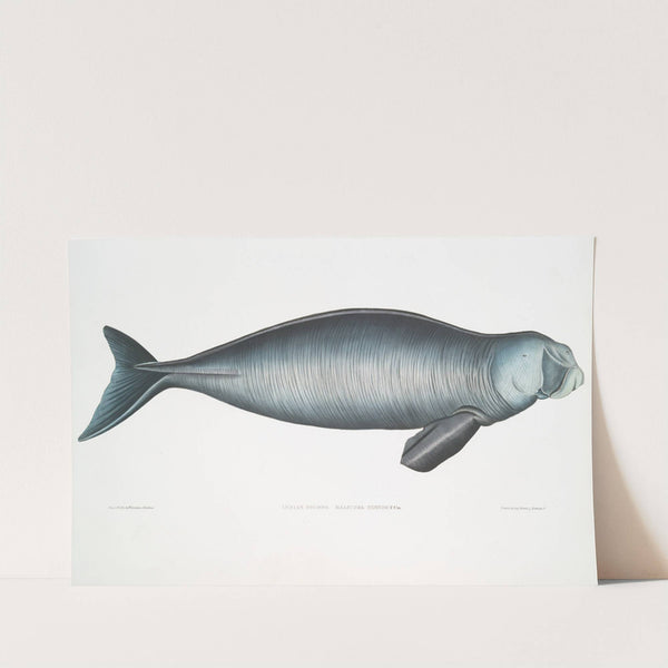 Indian Dugong, Halicora Dugung. by John Edward Gray