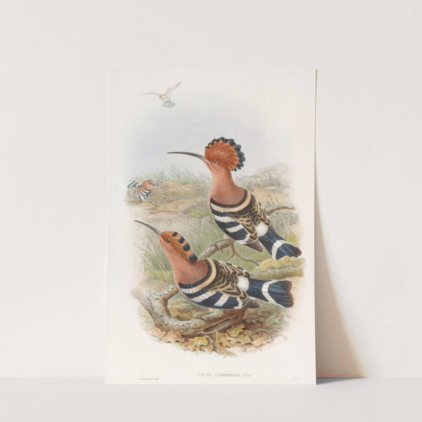Indian Hoopoe by John Gould