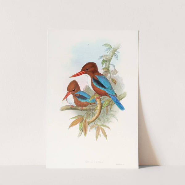 Indian Kingfisher by John Gould