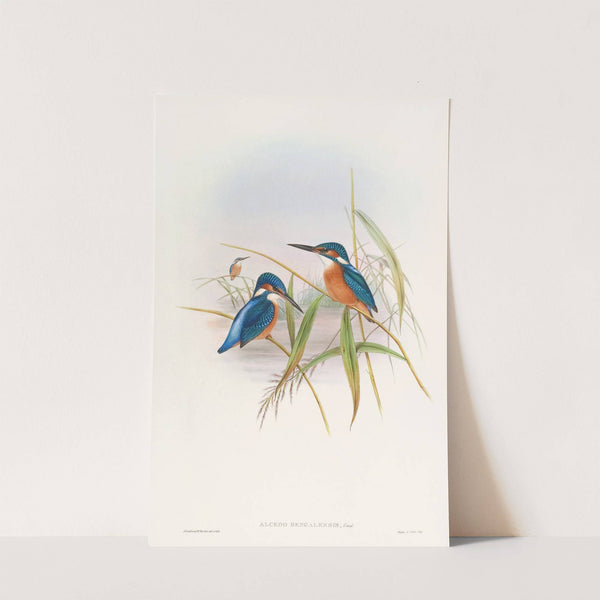 Indian Kingfisher by John Gould