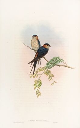 Indian Mosque-Swallow
