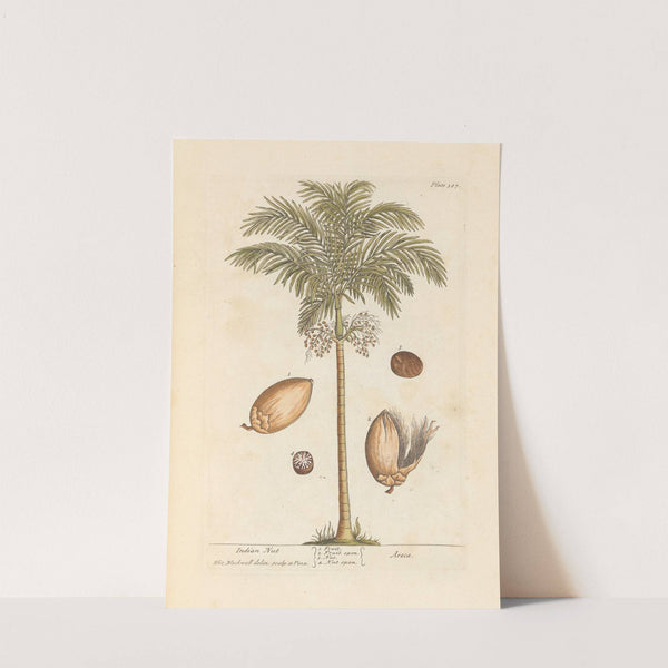 Indian nut by Elizabeth Blackwell