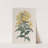 Indian Oenothera by Sydenham Edwards