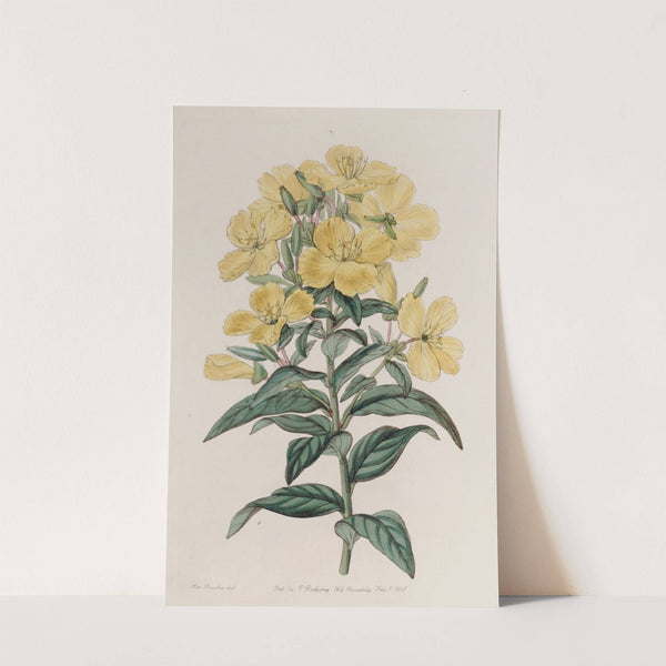 Indian Oenothera by Sydenham Edwards