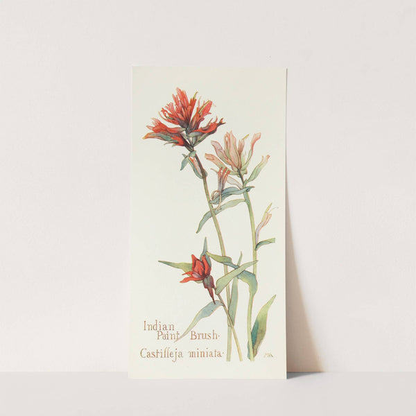 Indian Paint Brush by Margaret Armstrong
