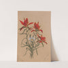 Indian Paintbrush (Castilleja rhexifolia) (1883) by Mary Vaux Walcott