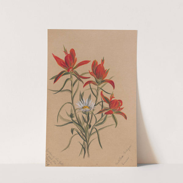 Indian Paintbrush (Castilleja rhexifolia) (1883) by Mary Vaux Walcott