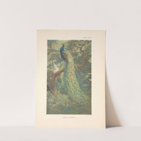 Indian Peafowl (Pavo cristatus). (1918-1922) by Charles Robert Knight