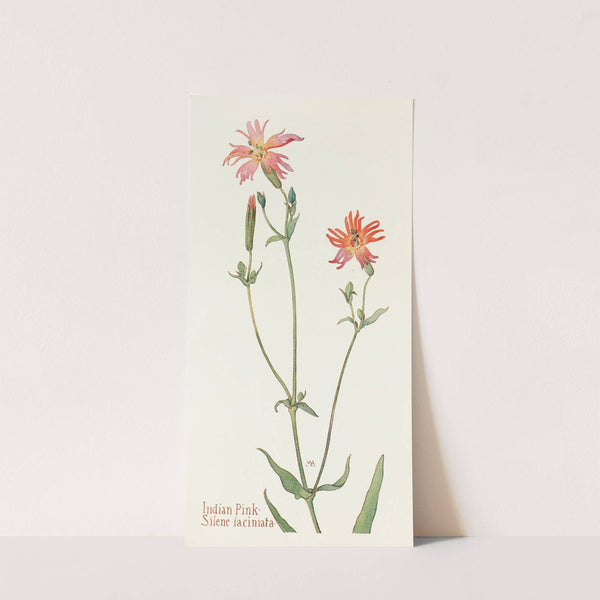 Indian Pink by Margaret Armstrong