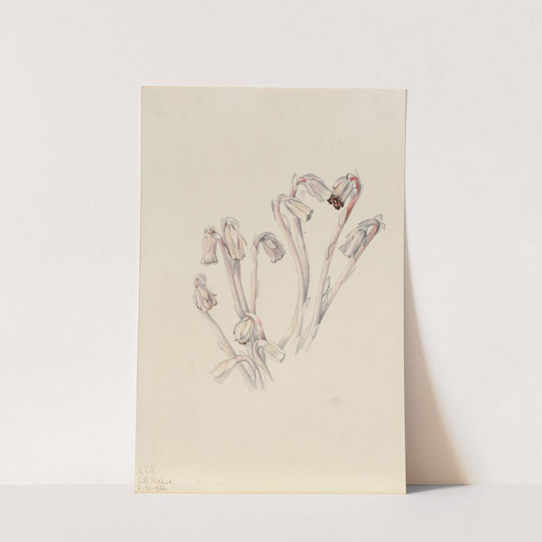 Indian Pipe (Monotropa uniflora) (1926) by Mary Vaux Walcott