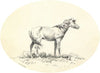 Indian Pony