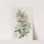 Indian Pyracantha by Sydenham Edwards