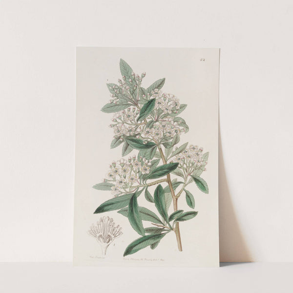 Indian Pyracantha by Sydenham Edwards