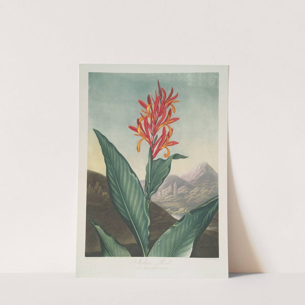 Indian Reed by Robert John Thornton