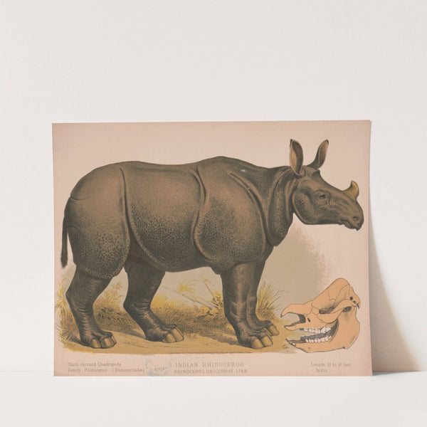 Indian rhinoceros. Rhinoceros unicornis linn (1874) by Louis Prang & Co.