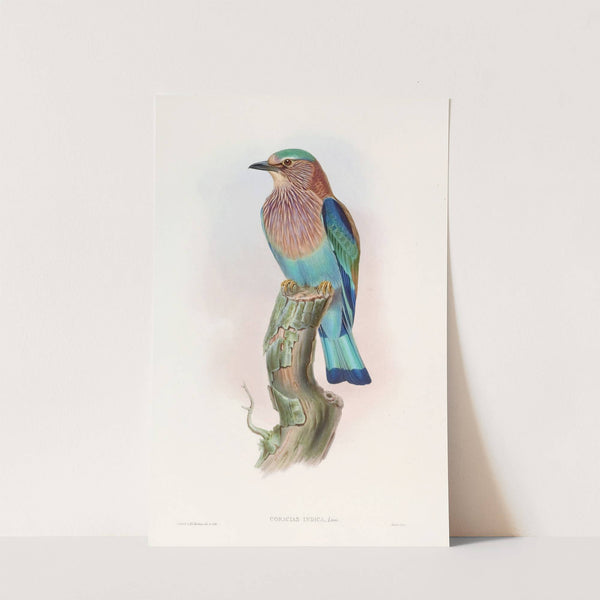 Indian Roller by John Gould