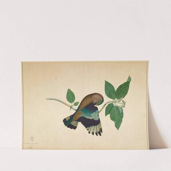 Indian Roller on Sandlewood Branch by Sheikh Zain al-Din