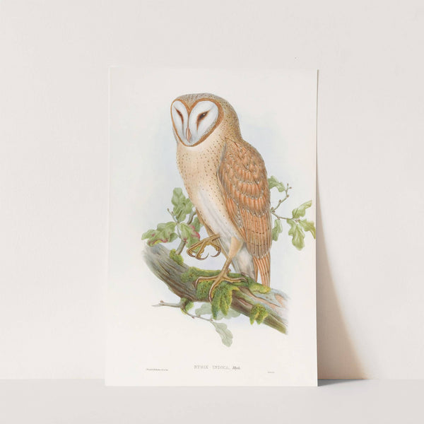 Indian Screech Owl by John Gould