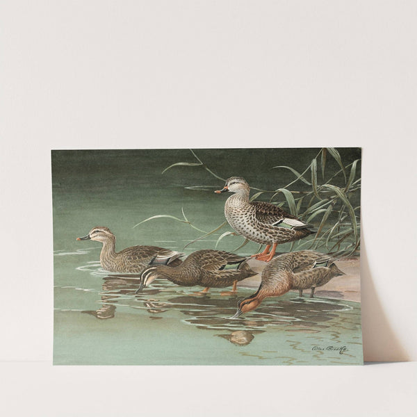 Indian Spot-Bill, Eastern Spot-Billed Duck (1922-1926) by Allan Brooks