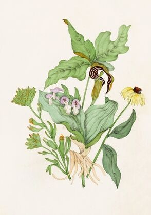 Indian Turnip, Showy Orchis, Painted Cup, Scarlet Cup, Cone Flower