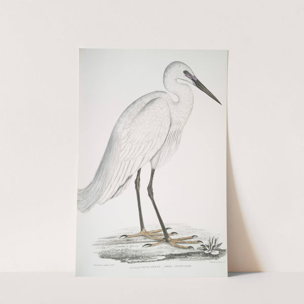 Indian white Heron, Ardea orientalis. by John Edward Gray