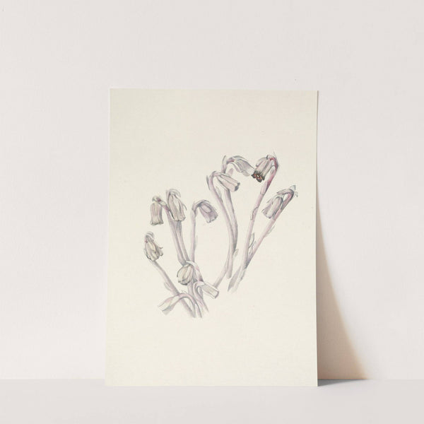 Indianpipe. Monotropa uniflora (1925) by Mary Vaux Walcott