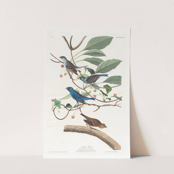 Indigo bird by John James Audubon