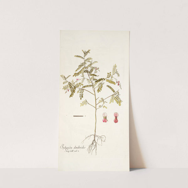 Indigofera dendroides by Nikolaus Joseph Freiherr von Jacquin