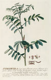 Indigofera