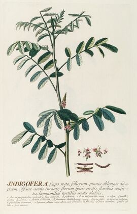 Indigofera