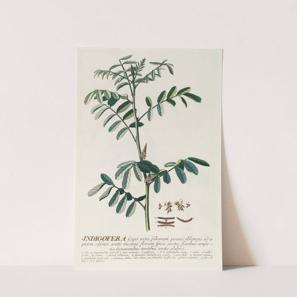 Indigofera by Georg Dionysius Ehret