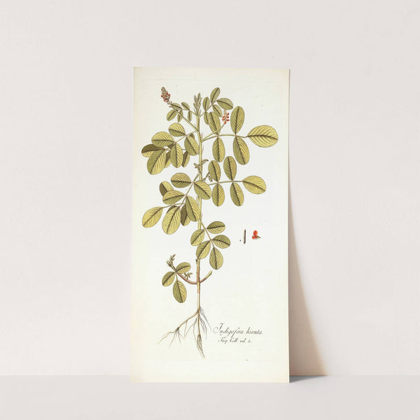 Indigofera hirsuta by Nikolaus Joseph Freiherr von Jacquin