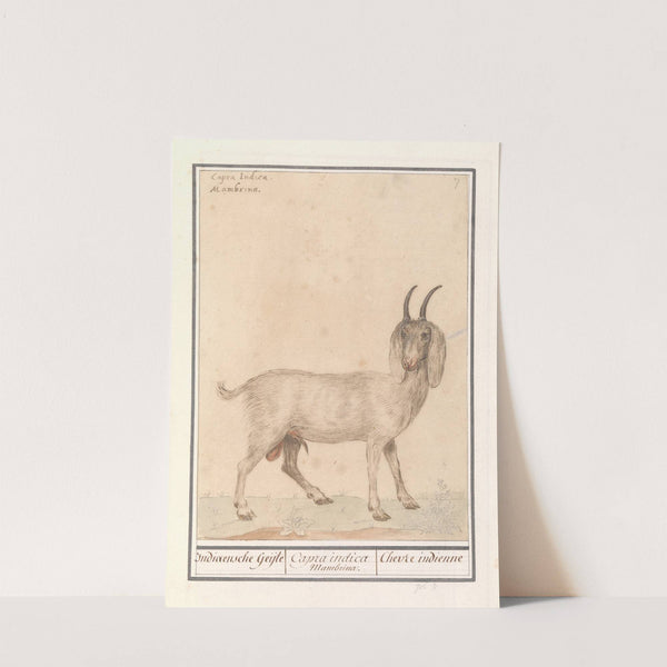 Indische geit (Capra) (1596-1610) by Anselmus Boëtius de Boodt