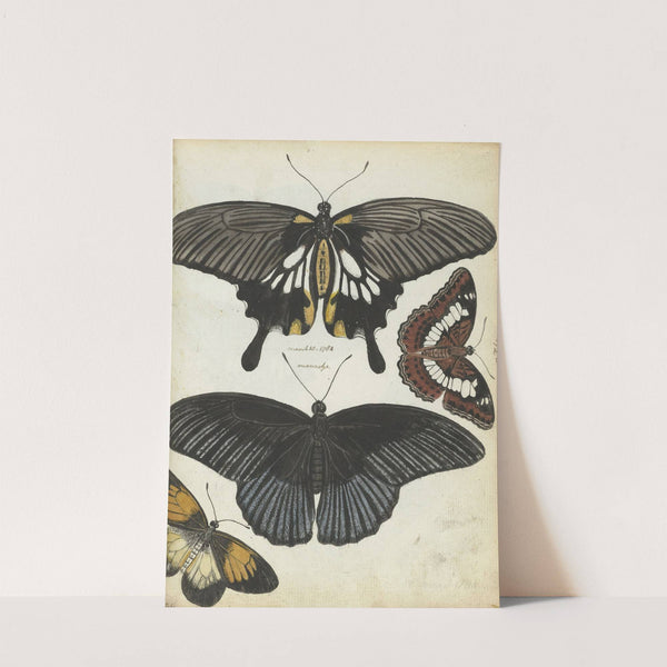 Indische vlinders by Jan Brandes