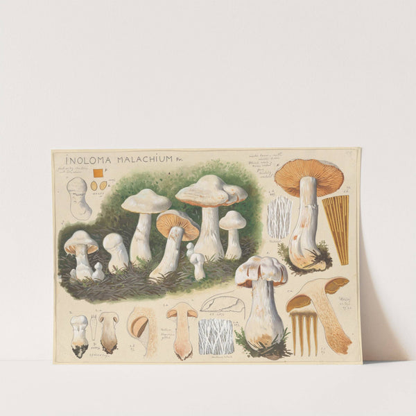 Inoloma malachium Fr. (1915-1945) by Hans Walty