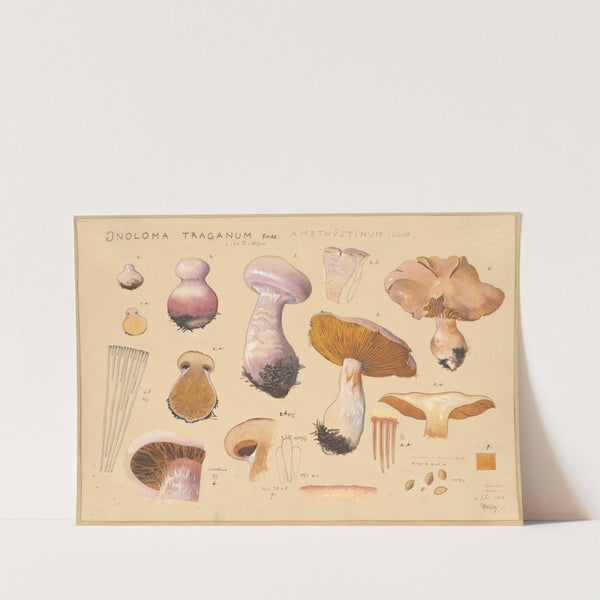 Inoloma Traganum (Fries) (1915-1945) by Hans Walty