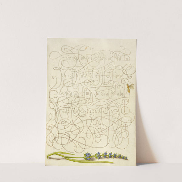 Insect and Hyssop (1561–1596) by Joris Hoefnagel