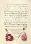 Insect, Balkan Primrose, and Alpine Violet (1561–1596)
