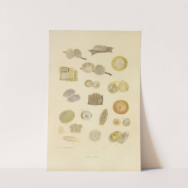 Insect Eggs by Barret And Sons