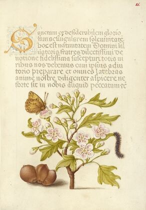 Insect, English Hawthorn, Caterpillar, and European Filbert (1561–1596)