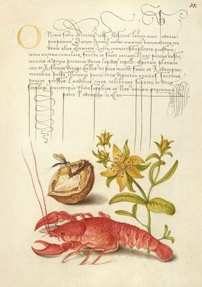 Insect, English Walnut, Saint John’s Wort, and Crayfish (1561–1596)