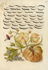 Insect, Moth Mullein, Forget-Me-Not, and Tomato (1561–1596)