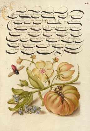 Insect, Moth Mullein, Forget-Me-Not, and Tomato (1561–1596)