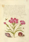 Insect, Sweet William, Spider, Marine Mollusk, and Eye of Santa Lucia (1561–1596)