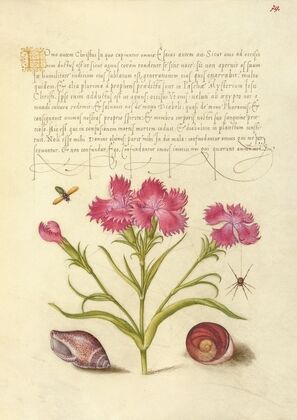 Insect, Sweet William, Spider, Marine Mollusk, and Eye of Santa Lucia (1561–1596)
