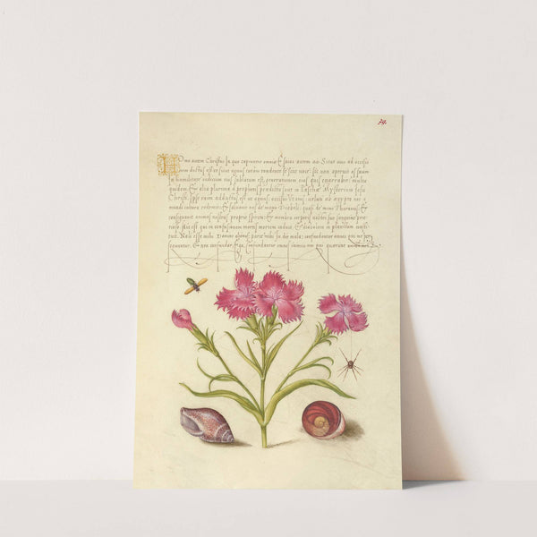 Insect, Sweet William, Spider, Marine Mollusk, and Eye of Santa Lucia (1561–1596) by Joris Hoefnagel