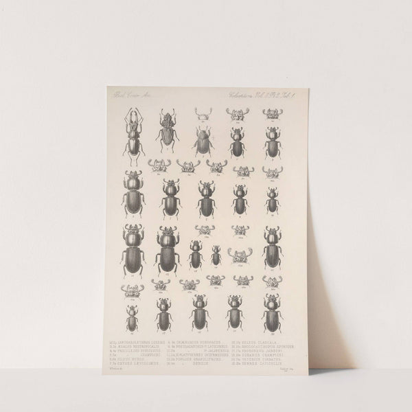 Insecta Coleoptera Pl 001 by Frederick DuCane Godman